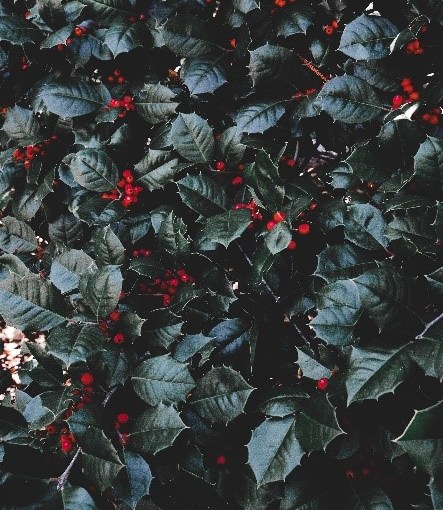 Wednesday, December 16