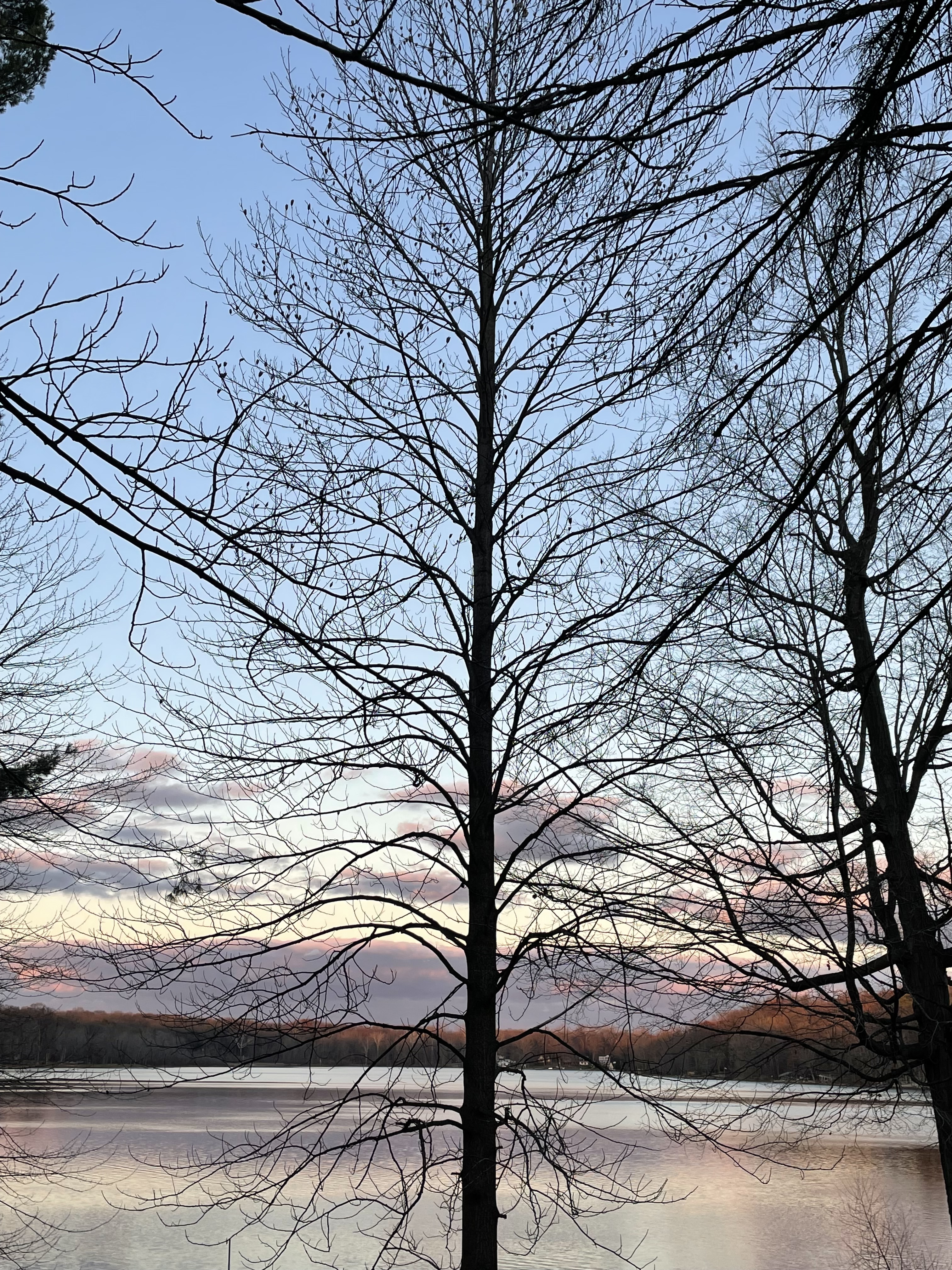 2021.12.10.Deziel.Purple Haze