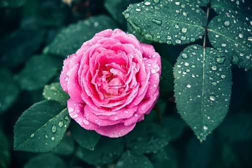 <strong>Monday, August 8</strong>