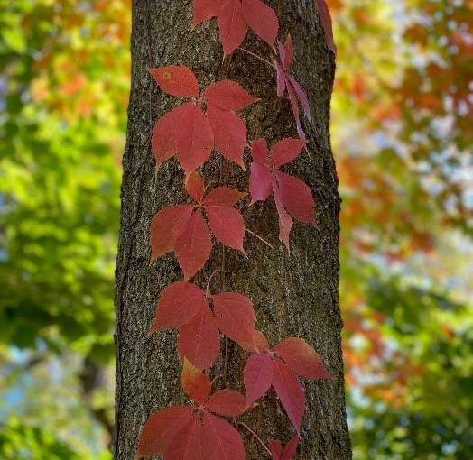 <strong>Wednesday, October 26</strong>