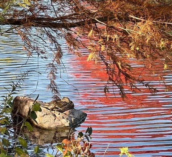 <strong>Friday, November 11</strong>